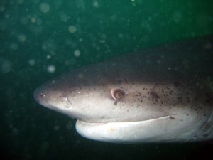 7gill-shark-2 (1)